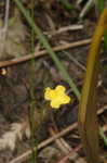 Zigzag bladderwort